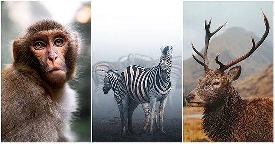 2020 Vahşi Doğa Yarışması'nda Bir Yandan Büyülerken Bir Yandan da Ürperten Birbirinden Özel 27 Kare