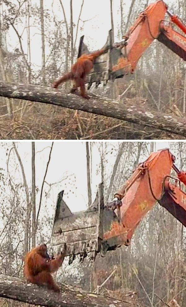 2. Yuvasını kurtarmak için mücadele veren bir orangutan... Oldukça acı veren bir sahne.