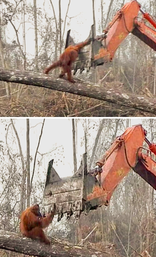 Yuvasını kurtarmak için mücadele veren bir orangutan... Oldukça acı veren bir sahne.