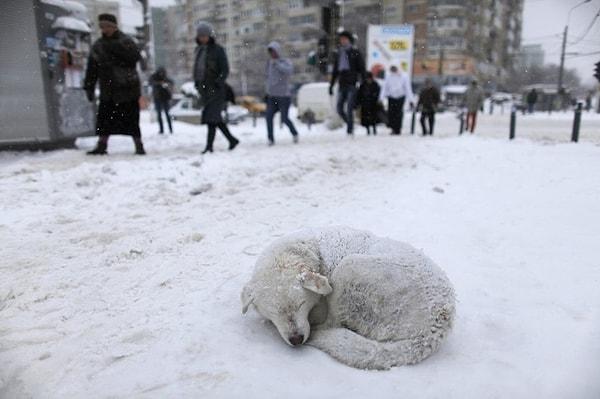 4. Bükreş'te sokakta yaşamak zorunda bir köpek, bir kar fırtınasının ardından ısınmaya çalışıyor.