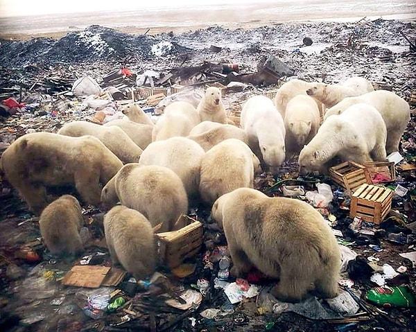 6. Küresel ısınma yüzünden balık avlayacağı bütün alanlar yok olunca, çöpten yiyecek aramak zorunda kalan kutup ayıları.