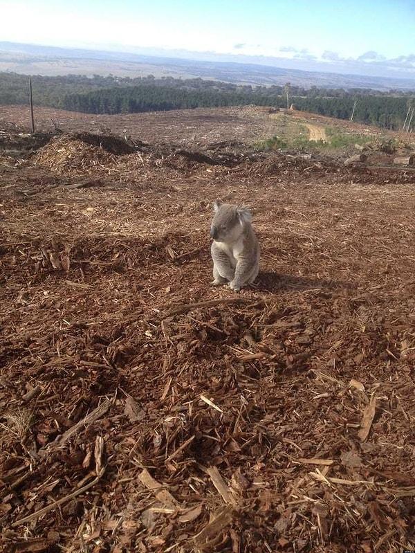 11. Bu koala, evinden geriye kalan boş arazide oturuyor.