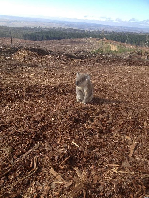 11. Bu koala, evinden geriye kalan boş arazide oturuyor.