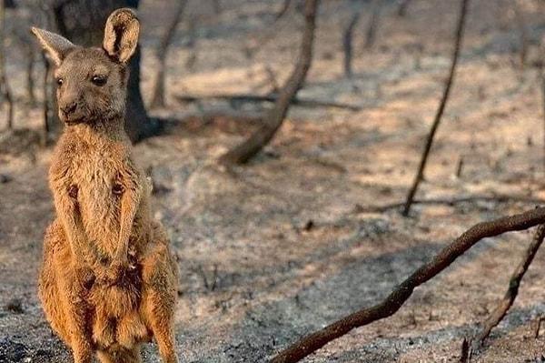 14. Bu kanguru Avustralya'daki büyük orman yangınında kaybettiklerinden sonra adeta kahrolmuş gibi duruyor.