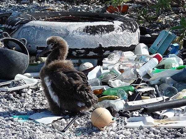 15. Laysan albatrosu bu çöplükte yaşamak zorunda bırakılıyor çünkü çöp olmayan bir alan kalmadı.