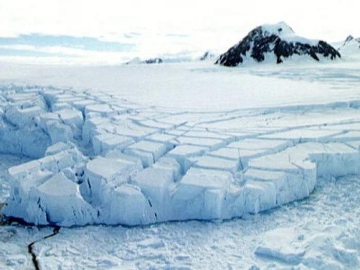 Ученые обнаружили, что 90 миллионов лет назад на Антарктиде был тропический лес