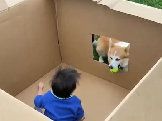 Köpeğiyle Oyun Oynayan Ufaklığın Aşırı Mutlu Anları