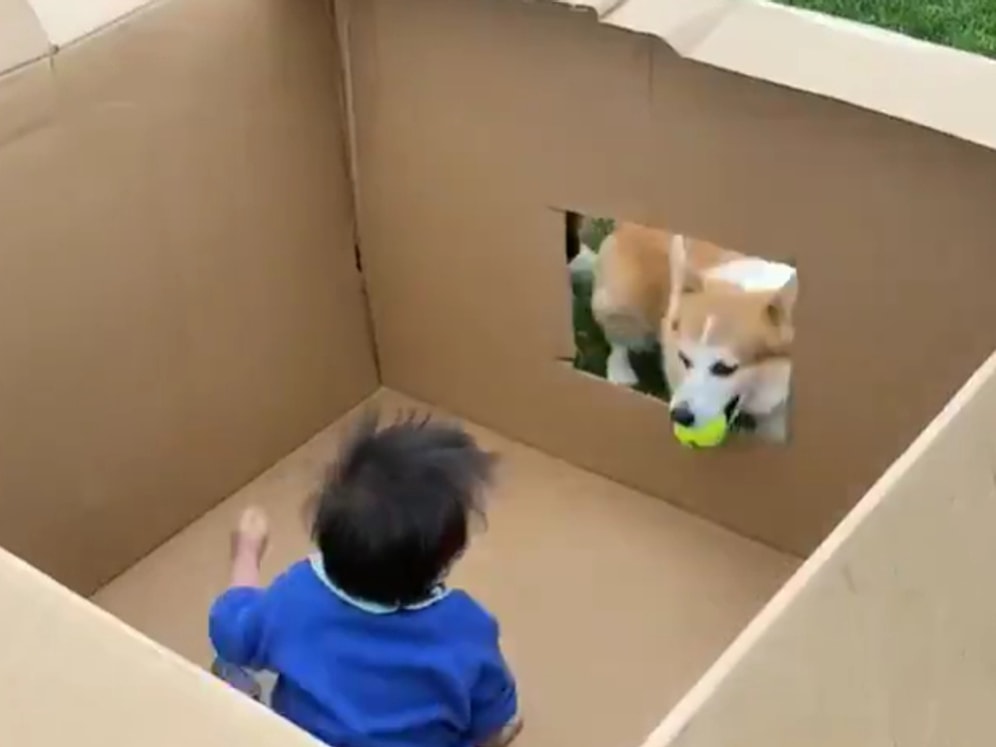 Köpeğiyle Oyun Oynayan Ufaklığın Aşırı Mutlu Anları