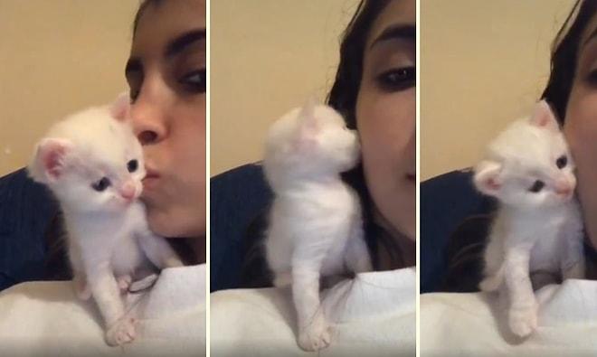 İnsan Dostunun Öpücüğüne Aynı Şekilde Karşılık Veren Aşırı Tatlı Yavru Kedi