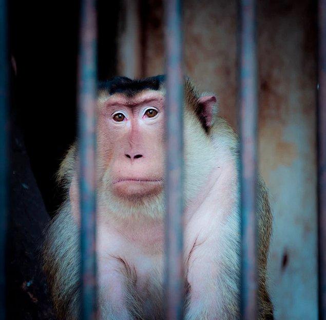 2. Primat popülasyonu azalıyor ve birçoğunun hayatta kalmasını gittikçe güç hale geliyor...