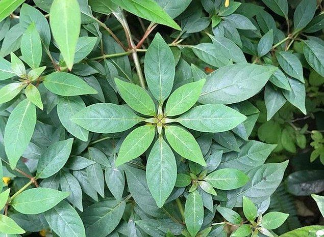 7. Bu bitkinin oluşturduğu kusursuz simetriye ne demeli?