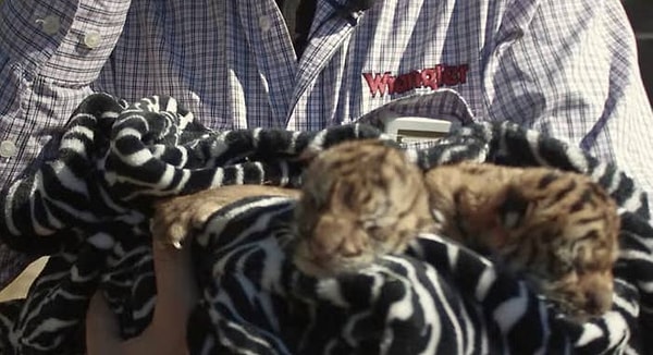 1. Во-первых, тигренки в дикой природе обычно проводят до двух лет со своими мамами. Тигры в неволе, однако, часто преждевременно разлучаются со своими матерями.