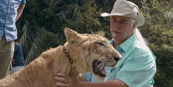 2. В зрелом возрасте тигры являются одиночными животными, и пребывание в окружении толпы людей может вызывать стресс.