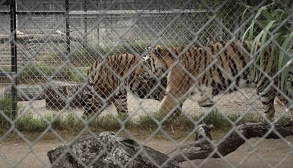 3. Стресс, нехватка места и неспособность вести себя "нормально" в неволе - все это может способствовать возникновению стереотипов или повторяющихся действий, таких как ходьба туда-сюда.