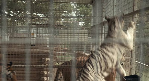 4. У некоторых тигров развивается серьезная мышечная атрофия от жизни в маленьких клетках.