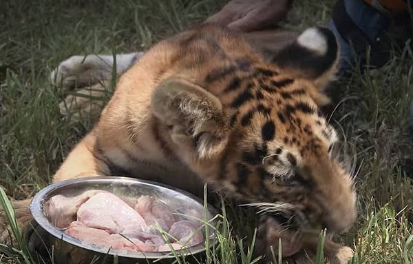 9. А кормление тигров старым мясом из супермаркетов не удовлетворяет их потребности в питании.