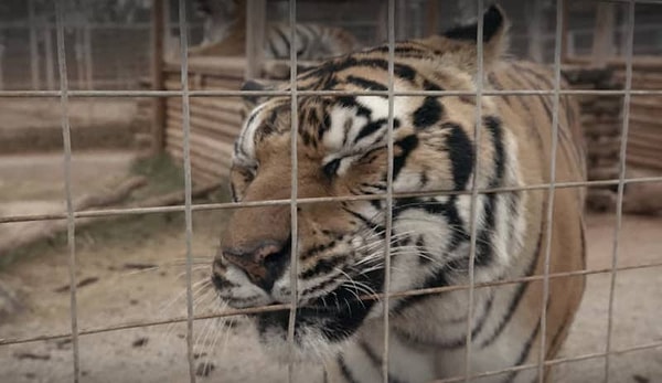 12. Взрослые тигры часто отмечают свою территорию мочой или калом.