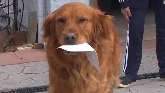 Koronavirüs Nedeniyle Evinden Çıkamayan Kadına Yemek Götüren Muhteşem Köpek