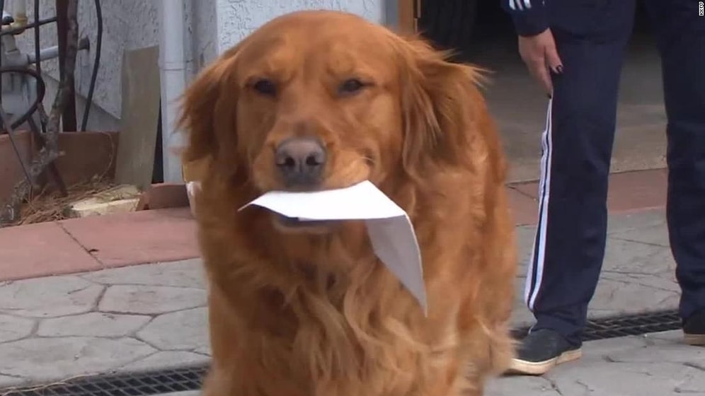 Koronavirüs Nedeniyle Evinden Çıkamayan Kadına Yemek Götüren Muhteşem Köpek