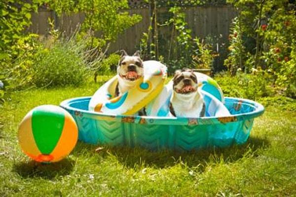 6. "-Köpek çocukların havuzunda yüzemez! Tırnaklarıyla deler, havuzu mahveder. - Tırnaklarını kesseydin delmezdi." "