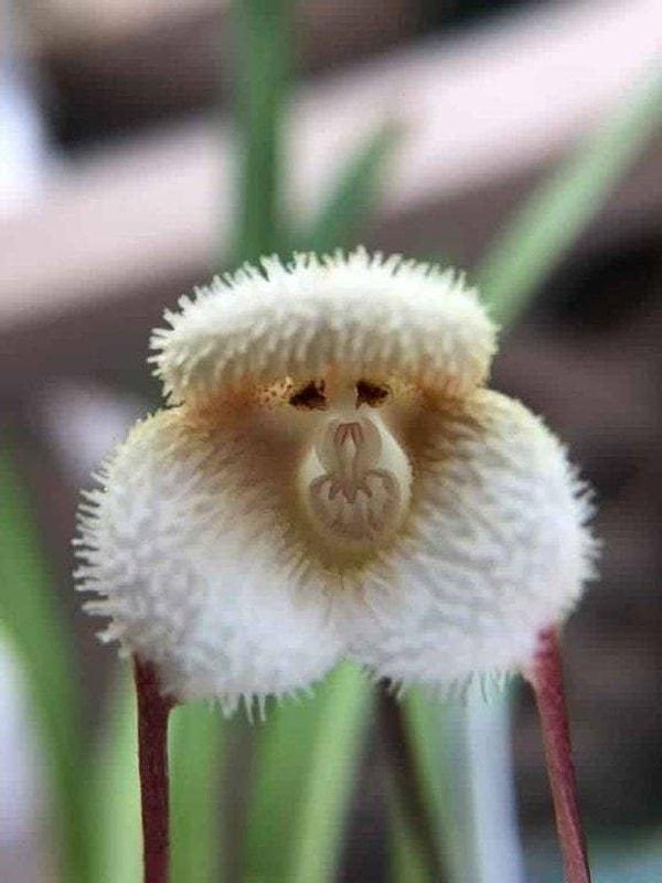 8. Yaklaştıkça yüzü, düşünceleri ve hatta duyguları bile olduğuna inanacağınız orkide çiçeği.