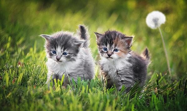 7. Kediler ihtiyaçlarına göre farklı şekillerde mırıldayabilirler. Araştırmalara göre acıktıklarında tıpkı yavru kedilere ya da ağlayan bebeklere benzer bir sesi mırıldamalarına ekliyorlar.