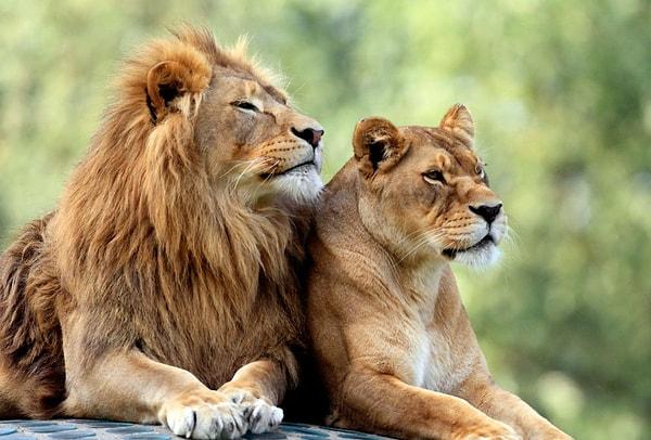 1. Aslanların yelelerinin büyüklüğü doğrudan testosteron seviyeleriyle alakalıdır. Bu yüzden dişi aslanların ve kısırlaştırılan erkeklerin yelesi olmaz.