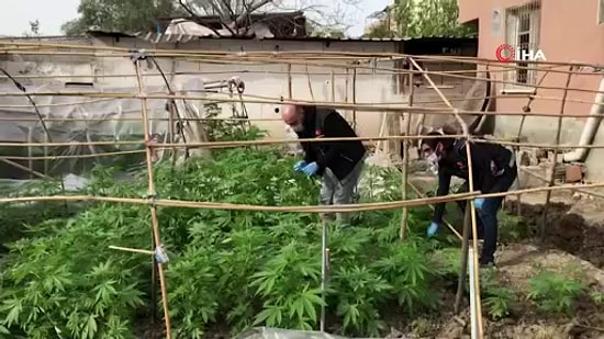 Adana'da 210 Kök Hint Keneviri Yetiştiren Kişiden Koronavirüs Savunması: 'Sokağa Çıkamıyorum, İçiciyim'