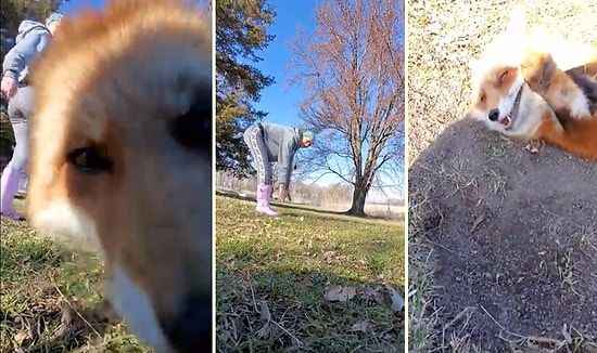 Spor Yaparken Kendini Kaydetmek İsteyen Kadının Telefonunu Alıp Kaçan Sevimli Tilki
