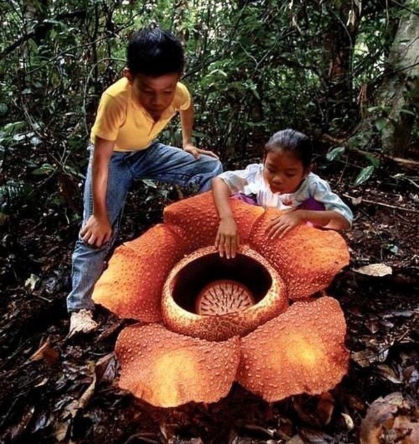 13. Güneydoğu Asya'da bulunan dünyanın en büyük çiçeği.