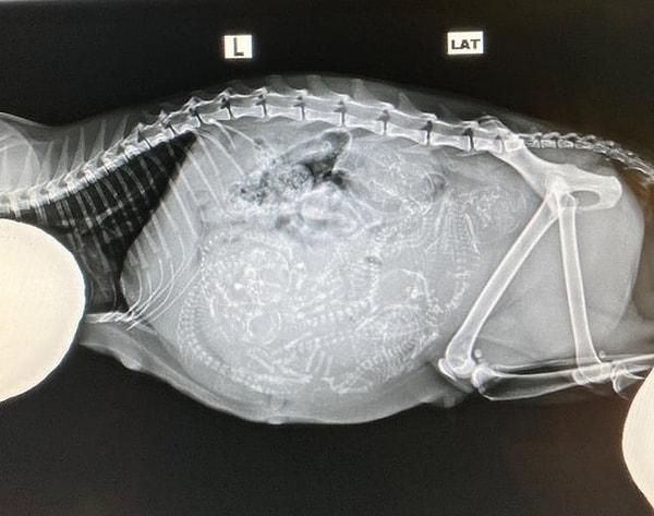 17. Hamile bir kedinin röntgen görüntüsü.