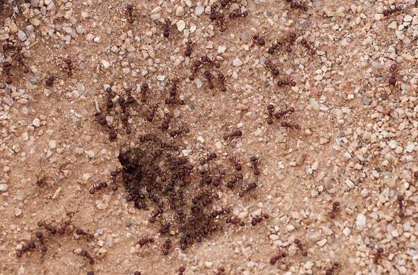 8. Dünyada yaklaşık 10 katrilyon karınca yaşamaktadır. Yani her insana 1.4 milyon karınca düşmektedir.