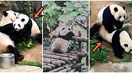 Hong Kong'da Bulunan Tema Parkındaki Pandalar 10 Yıllık Sürenin Ardından İlk Kez Karantina Döneminde Çiftleşti