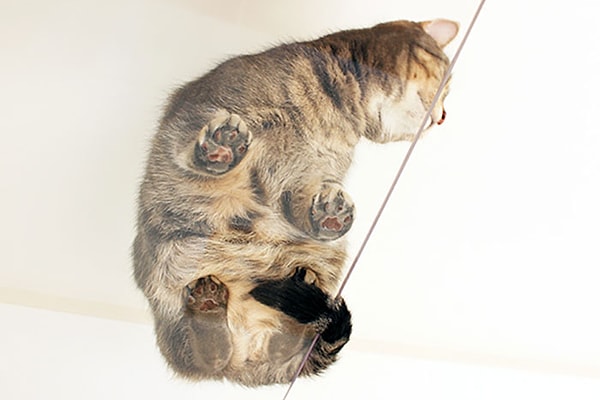 В то время как вы можете сделать несколько классных фотографий вашей кошки для Instagram!