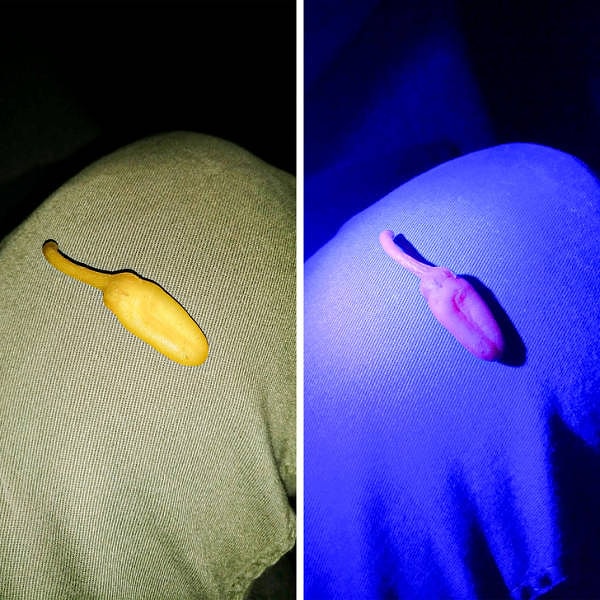 6. При ультрафиолетовом свете желтый перец превращается в ярко-розовый.