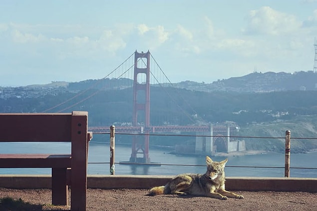 3. San Francisco'dan bir kır kurdu 👇