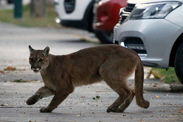 7. Vahşi bir puma, bu fotoğraf Şili sokaklarında 24 Mart'ta çekilmiş.