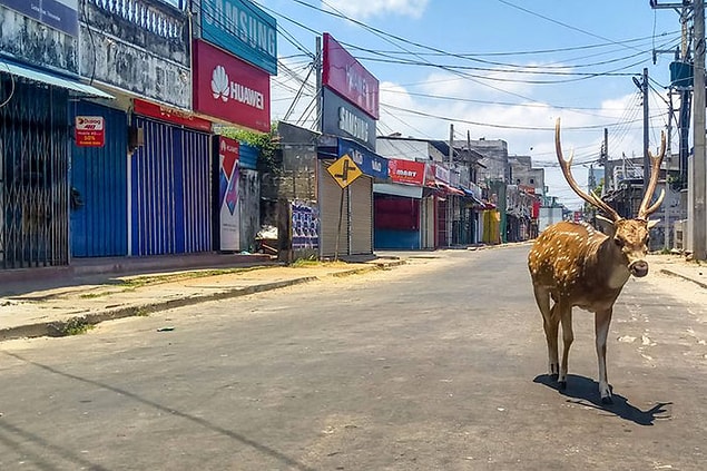 14. Sri Lanka'da çekilmiş bir fotoğraf, vahşi bir geyik.