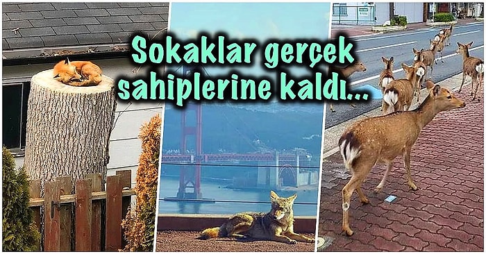 Mekanın Sahibi Geri Geldi! Bizler Eve Kapanıp Sokakları Boşaltınca Hayvanlar Şehirlere Dönmeye Başladılar