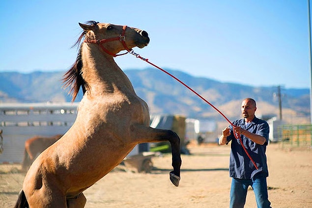 4. The Mustang, 2019