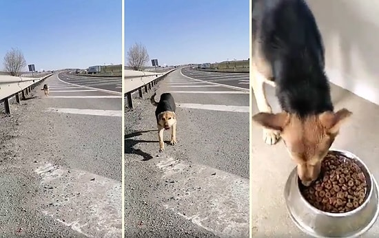 Yolun Kenarına Bırakılan ve Ölüme Terk Edilen Köpeği Kurtaran Güzel İnsan