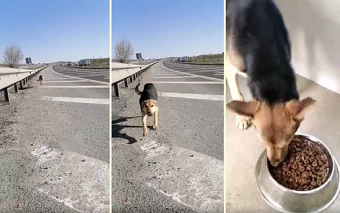 Yolun Kenarına Bırakılan ve Ölüme Terk Edilen Köpeği Kurtaran Güzel İnsan