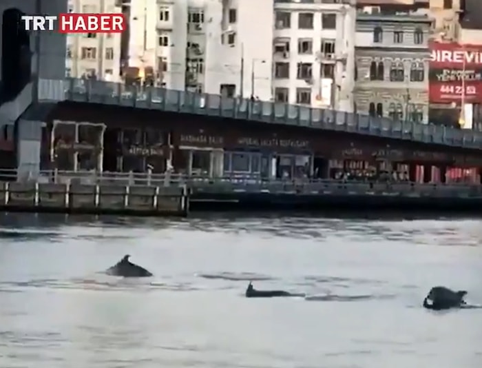 İnsanların Karantina Nedeniyle Evlere Çekilmesinin Ardından Galata Köprüsü'nün Hemen Yanında Yunuslar Görüldü