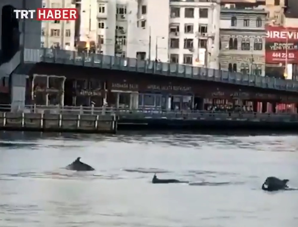 İnsanların Karantina Nedeniyle Evlere Çekilmesinin Ardından Galata Köprüsü'nün Hemen Yanında Yunuslar Görüldü