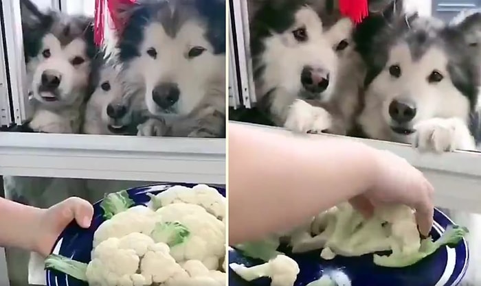 Karnabahar Yiyebilmek İçin Sıralarını Bekleyen Köpeklerin Muhteşem Görüntüleri