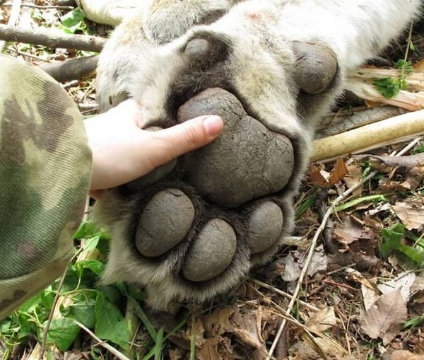 9. Лапа сибирского тигра
