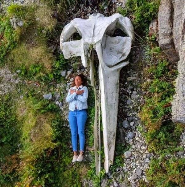 17. Череп кита по сравнению с человеком