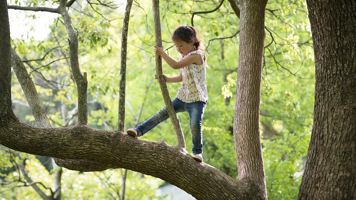 Спор между деревьями. Мальчик на дереве. Дети лазают по деревьям. Дерево для детей. Лазание по деревьям.
