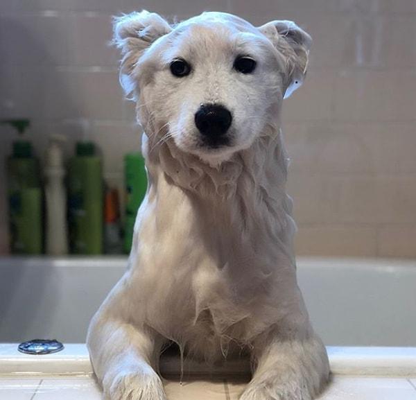 6. Banyo yapan bu tatlış köpek ıslak olduğu için sizce de ayıya benzemiyor mu?