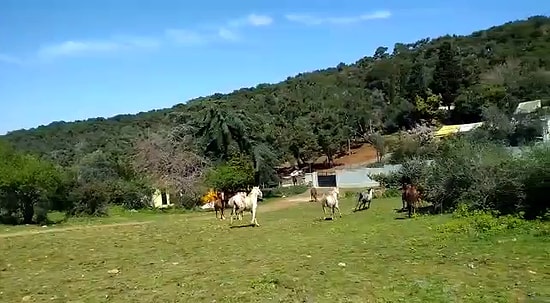 Adalar'da Faytonlardan Kurtarılan Atlar Artık Mutlu ve Özgürler!